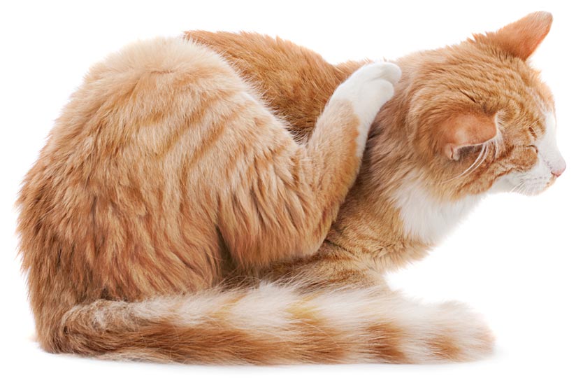 Indoor cats can get fleas multiple ways.