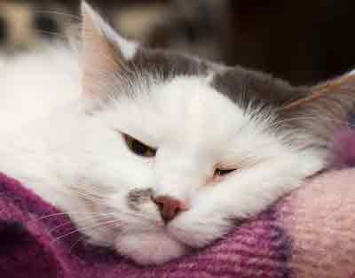 Cats with inflammatory bowel disease 