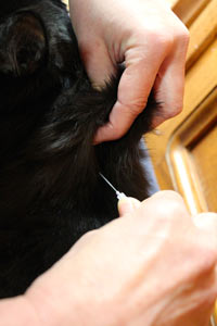 You will feel a popping sensation when the needle goes through the skin. Insert the needle into the tent at around a 30 degree angle.
