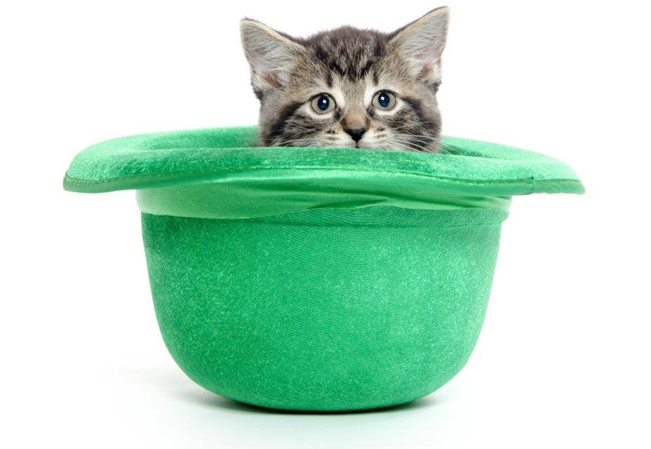 You can start with an Irish name and tweak it for the kitty cute factor. Irish names can be tweaked for maximum cat cuteness.