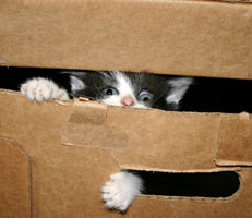 Providing boxes for your cat decreases stress. Cats in boxes aren't just cute, they're happy.