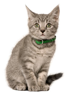 Cat Digestive Tract Worms kitten_sit