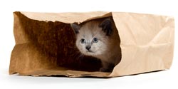 Kittens are curious and like to hide in bags.