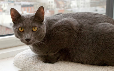 Find out the best thing to do if your new landlord requires declawing your cat. Learn what to do if a potential landlord requires your cat to be declawed.