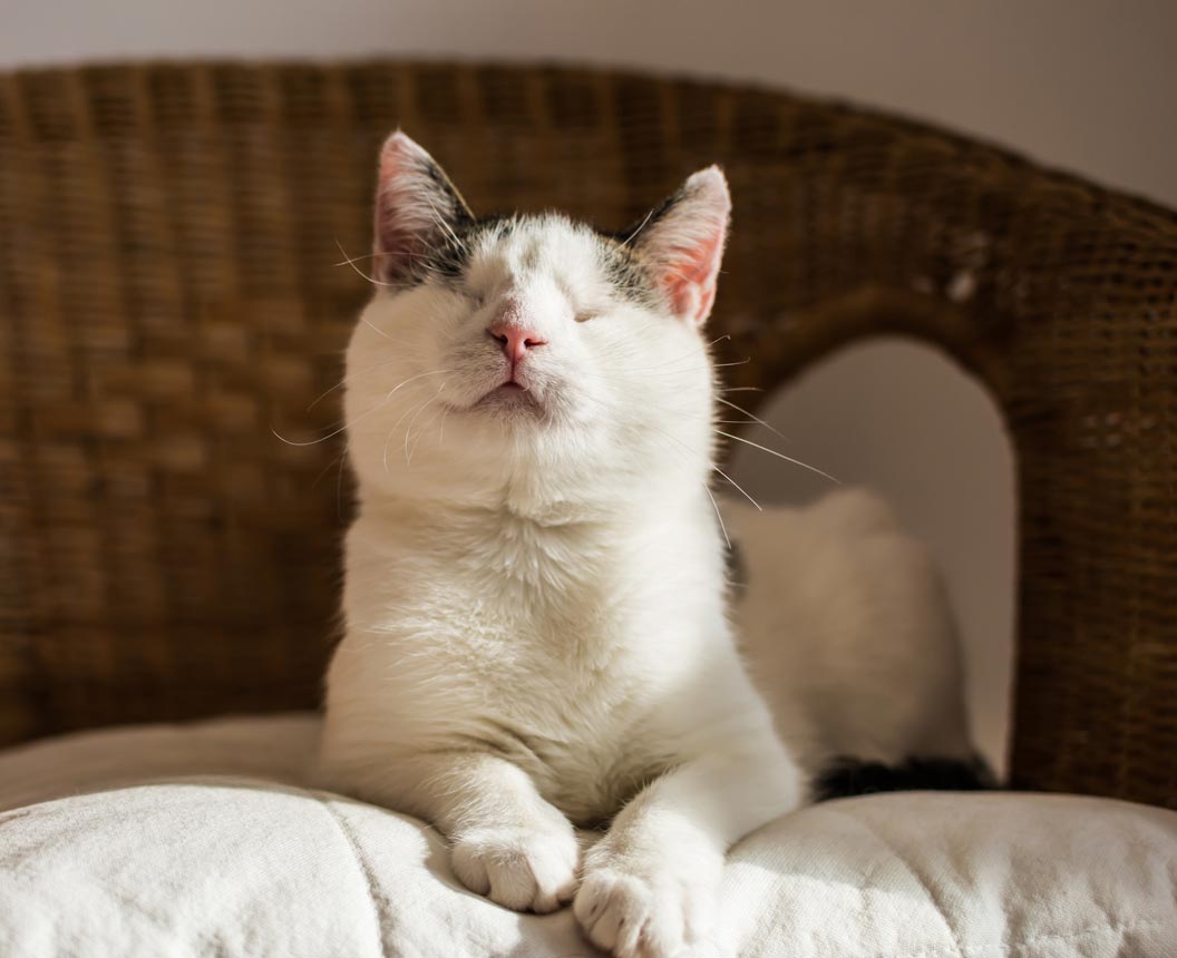 Learn some tips for caring for a cat that’s blind.