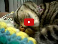 Sweet, sleeping kitty snore. Cat snoring can be cute!