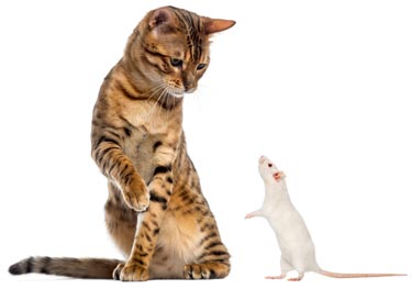 Cats can be poisoned by rodenticides in two ways. Mouse poison also poisons cats.