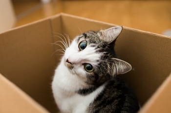 Moving with Cats: Easing a Move for You and Your Cat