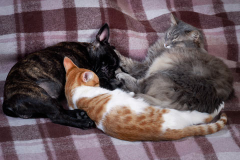 Where you place cat scratching posts is important. If you have multiple cats, you need more than one post.
