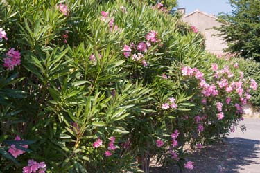 Cats can develop severe poisoning from oleander plants.