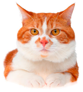 Clicker training uses rewards as motivation for your cat to learn. Making a specific sound when your cat does something you want, such as a click, and pairing it with his favorite treat will make the cat wish to repeat that behavior because it was rewarding.