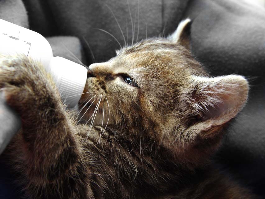 orphaned kittens