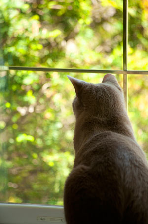 Cats that go outdoors have shorter lifespans than indoor cats.