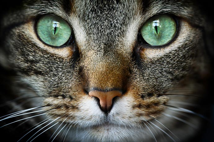 Learn about cat eye conditions. Learn the most common conditions that affect cats’ eyes.