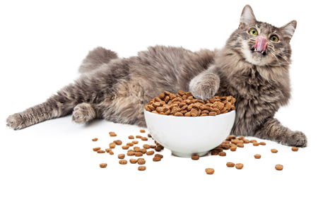 Does food equal love for felines? Do cats get angry with owners when they are put on a diet?