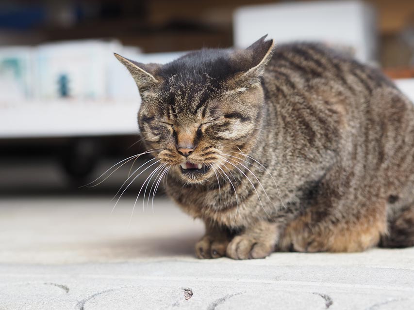 Panting is almost never normal in cats.