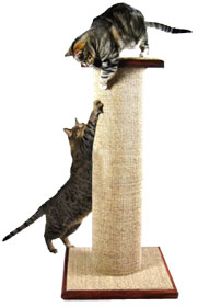 get cat to use scratching post