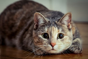 Cats may bite during play because they haven't been taught not to. Why do cats sometimes bite humans during play sessions?