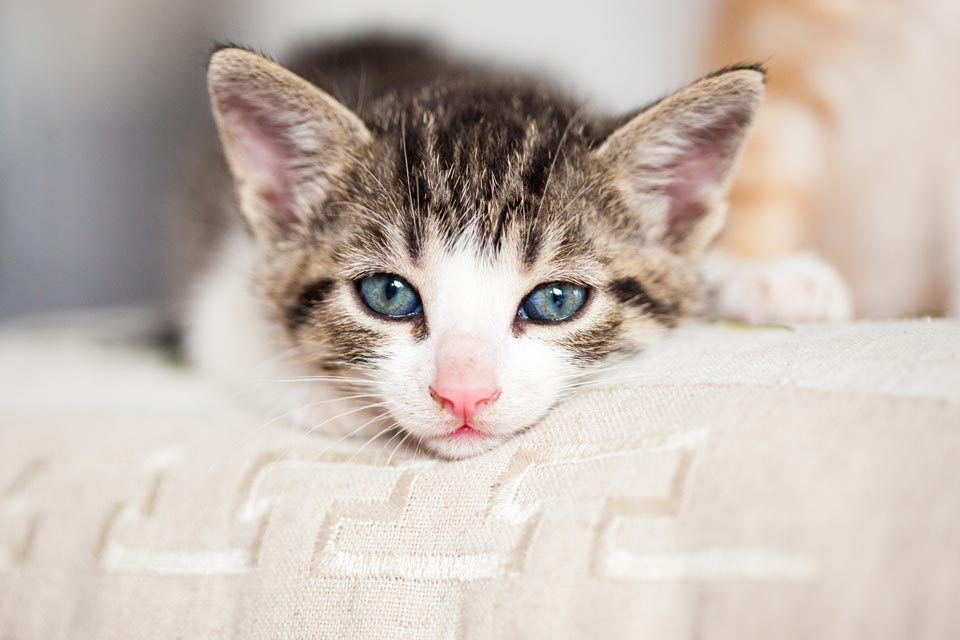 Pneumonia in cats is serious. Learn about the causes, signs, and treatment of pneumonia in cats.