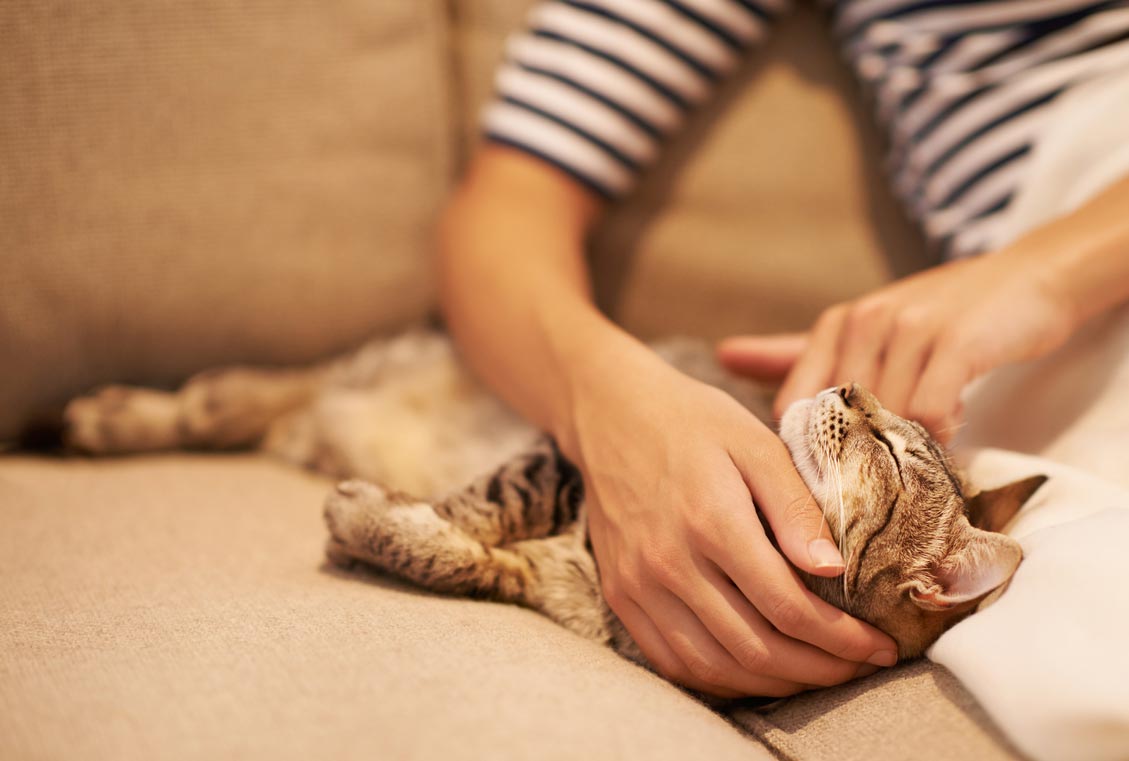 Learn how to properly pet a cat. There's a right and wrong way to pet a cat.