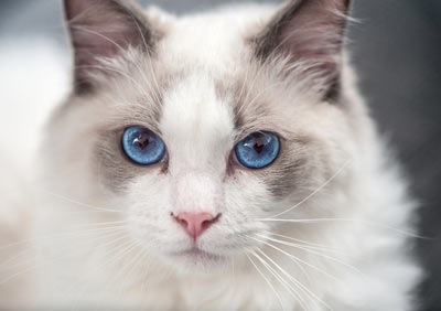 Ragdoll cats are large, sweet, and sensitive.