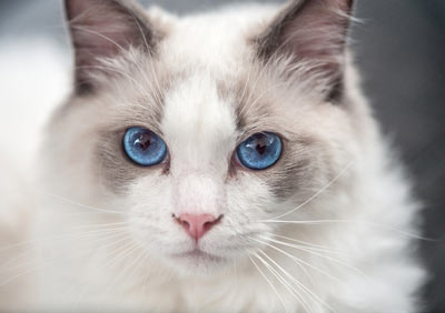 Ragdoll cats are a young breed. Ragdoll cats are large, sweet, and sensitive.