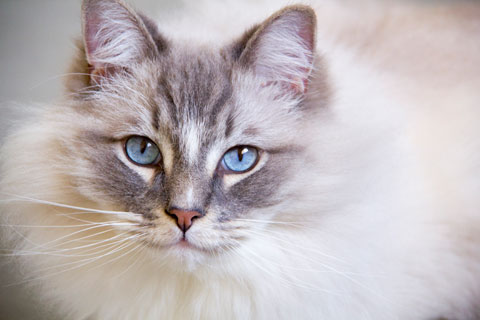 The Ragdoll Cat and Cat Scratching Posts