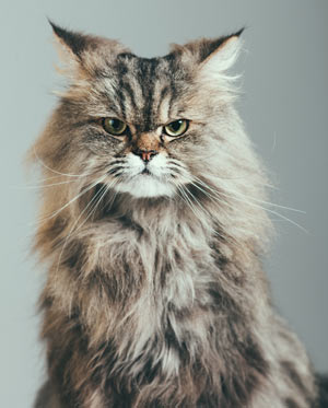 Some high-pitches sounds may trigger seizures in certain cats. FARS is a seizure syndrome in cats triggered by certain sounds.