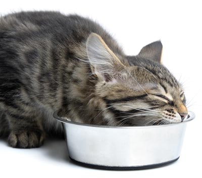 Should cats eat their food all at once or broken up into meals?