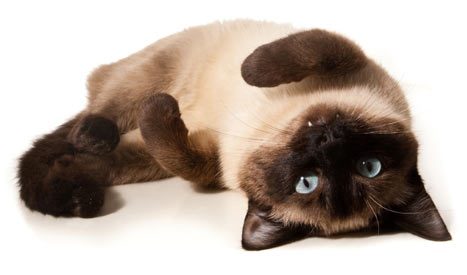 Siamese cats are loving, talkative, and fun.
