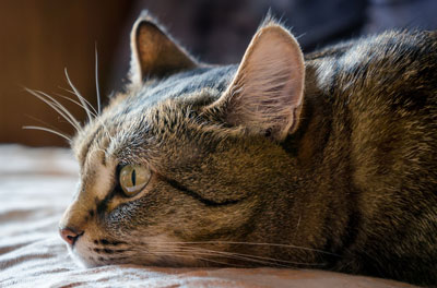 Cats that are sick or hurt may become aggressive to people or pets in the home.