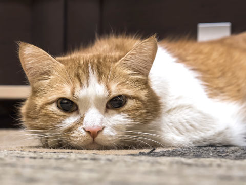 Cats may hide signs of pain. Abnormal behavior in a cat should be investigated.