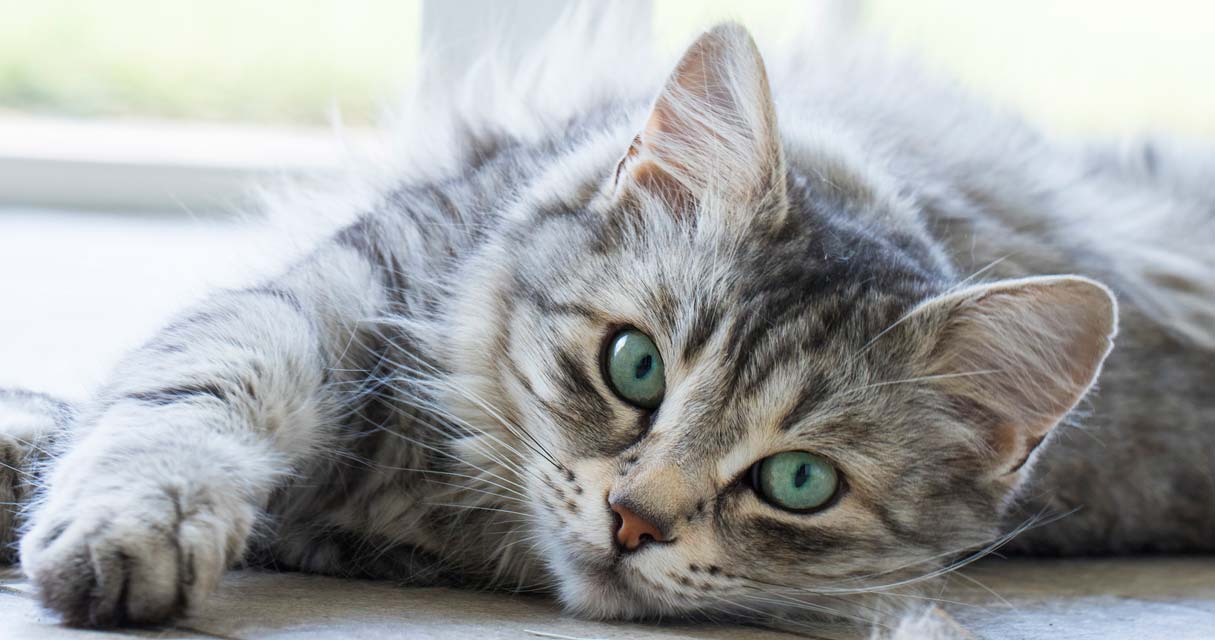 Learn some techniques for calming a stressed cat.