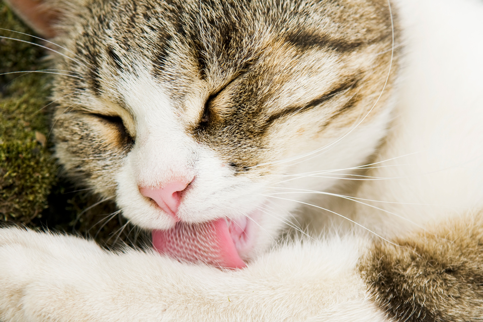 Primary skin infections are rare in cats.