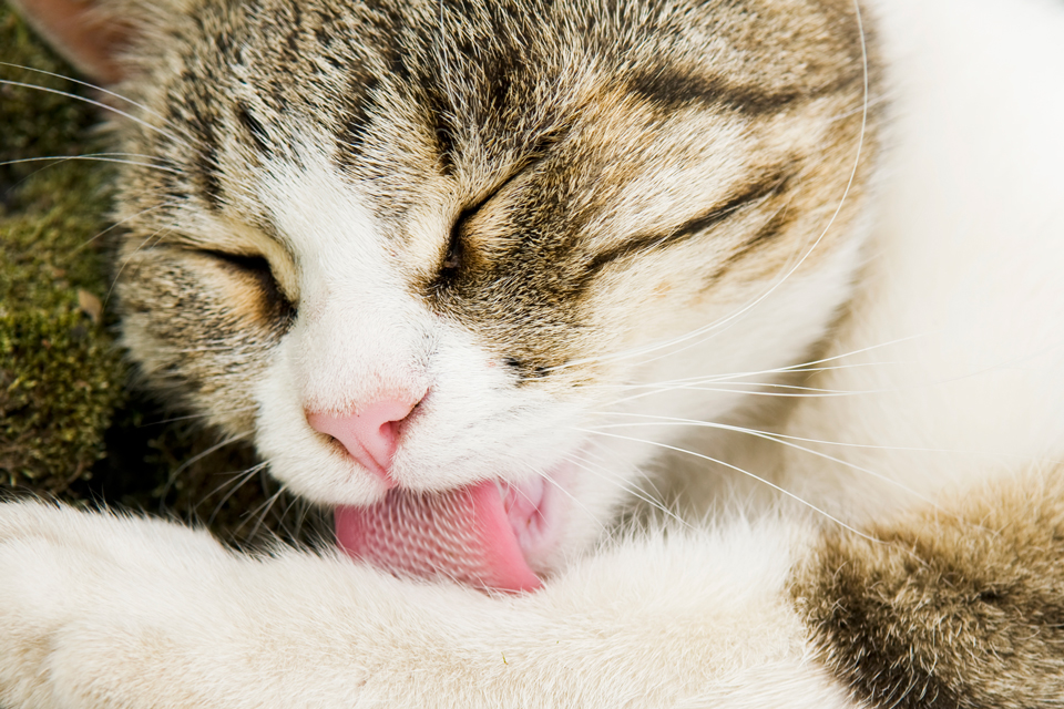 Skin infections and cats are usually secondary. Primary skin infections are rare in cats.