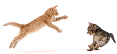 It’s important to socialize a kitten. Learn some important facts about socializing a kitten.