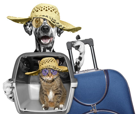Protect hotels, rentals, and hosts’ properties from pet claws during travel. Soft Paws® can reduce damage to rentals by pets’ claws.