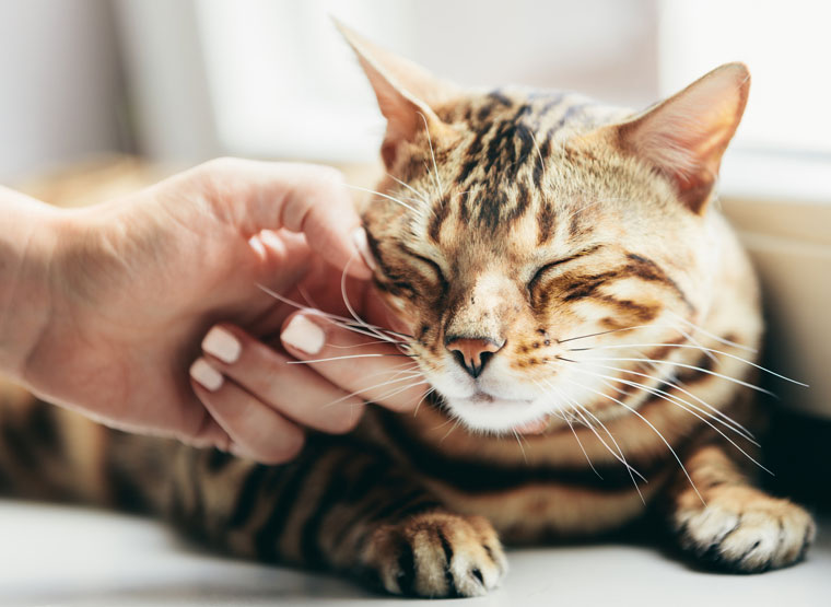 The FDA has approved a monoclonal antibody treatment for OA in cats. Solensia approved by FDA for arthritis in cats.