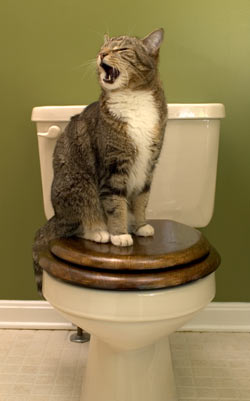 Cats can be particular about their toilet. There are many ways to solve inappropriate urination issues.