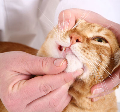 Stomatitis is a painful mouth condition in cats.