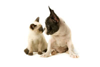 Cat_Dog_Behavior