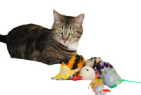 Cat_Toy_Hoarding