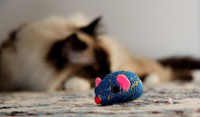 How To Keep Your Cat Interested In Playing cat_bored
