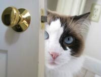 cat_door