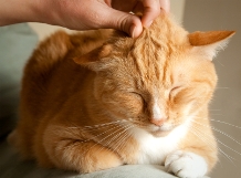 cat_forehead_petting