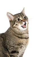 Why Do Some Cats Talk A Lot? cat_meow