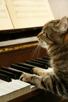 Why Do Some Cats Like Music?