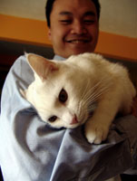 Why Cats Give Facial Rubs cat_pheromone