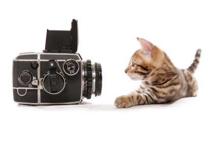 cat_photography