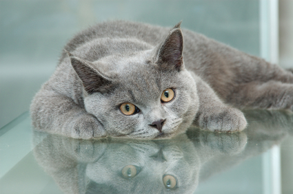 cat_reflection